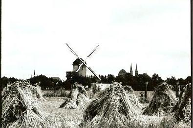 In het koren, met van Busselneuzen