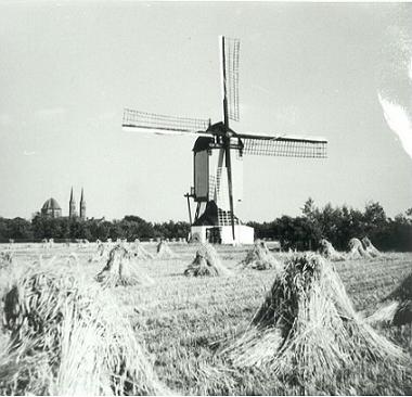 tussen de korenschoven